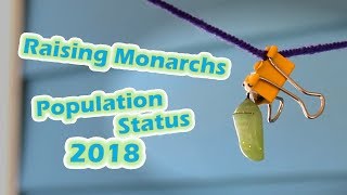 Raising Monarchs  Population Status 2018 Help The Monarch Butterfly [upl. by Layol]