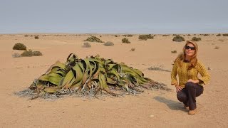 Namibia 3  Welwitschia Mirabilis Un fósil viviente [upl. by Llerej]