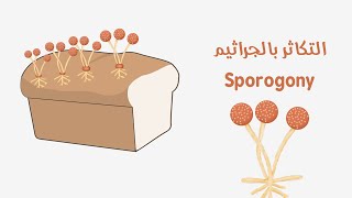 التكاثر بالجراثيم في فطر عفن الخبز  Sporogony in bread mold [upl. by Walton]