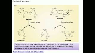 Medical Biochemistry Fructose Galactose and Pentose Phosphate Pathway 1 SKILDUM [upl. by Coray819]