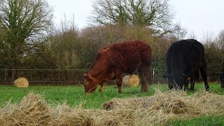 Miser sur le bale grazing pour laffouragement des bovins lhiver [upl. by Lladnyk]