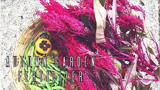 This fertilizer is a game changerAutumn Garden [upl. by Ekrub]