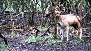 Burlende damherten Burling fallow deer [upl. by Llenaj]