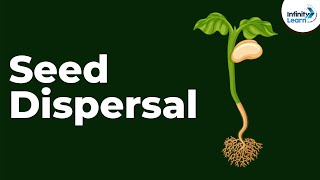 Seed Dispersal  Reproduction in Plants  Dont Memorise [upl. by Rivi]