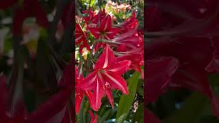 Red amarilis plants garden green nature housplants [upl. by Dustan]