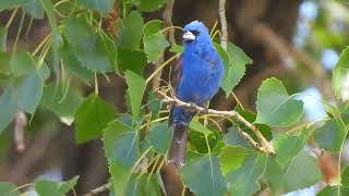 Blue Grosbeak singing [upl. by Marou]