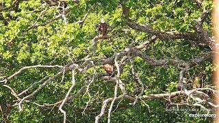 Decorah North  🙌🙌🦅 DN18 returns exploreorg 06 11 2024 [upl. by Yehsa]