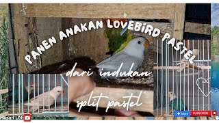 Panen anakan lovebird pastel dan indukan split pastel [upl. by Ainivad]