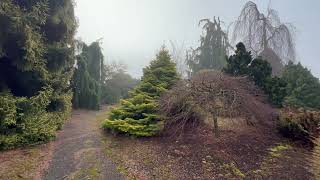 Winter Garden Stroll  Part 2  Conifers and Structural Deciduous Trees are key to Northern Designs [upl. by Ihsoyim914]