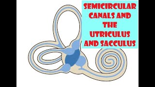 Semicircular canals and the Utriculus and Sacculus [upl. by Esnohpla]