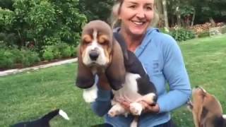 European basset hound puppies at 7 weeks [upl. by Renba]