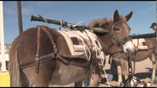 Smuggling Illegal Weapons Across the Border on Horseback [upl. by Uziel214]