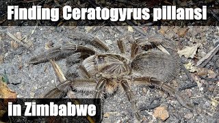 HORNED BABOON SPIDER Zimbabwe [upl. by Uphemia]