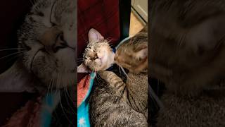 POVWhen your mother loves you2024 shorts cat mother family love kitten [upl. by Ruthie232]