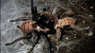 Tarantula mating  Chilobrachys fimbriatus mating [upl. by Riker]