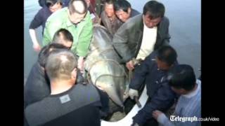 Monster of the deep Giant fish caught alive in Chinese river [upl. by Tnek]