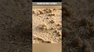 Sea worm eating sand shorts worms [upl. by Reinal]