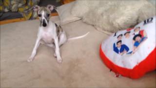 Day in the life of a whippet puppy [upl. by Brandtr631]