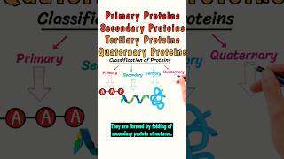 Primary Secondary Tertiary Quaternary Proteins protein classificationofproteins short shorts [upl. by Kwon]