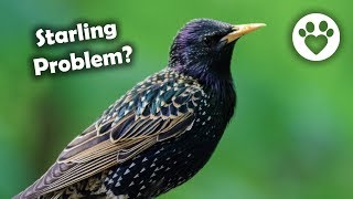 How To Discourage Starlings and other Bully Birds [upl. by Ayrolg]