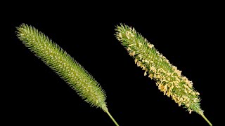 Timothy  cats tail grass in bloom  Time lapse [upl. by Roxanne]