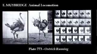 Movie Examples from Edward Muybridge s Animal Locomotion [upl. by Tnilf]