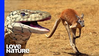 Monster Lizard Hunts Kangaroo [upl. by Lawry]