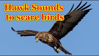 Hawk sounds to scare birds 🦅 7 hours [upl. by Tyika363]