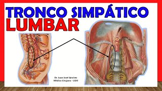 🥇 TRONCO SIMPÁTICO LUMBAR ¡Explicación Sencilla [upl. by Ramsdell]