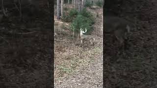 deer hunting deerhunting wildlife whitetail nature outdoors bowhunting deerseason [upl. by Lilhak]