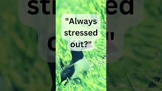 Constant stress discipline blueshadowvibes motivation [upl. by Abeh]