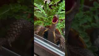 turtlelover aquarium turtoise turtle fish turtlelove animals redearsliderturtle petsvlog [upl. by Leander]