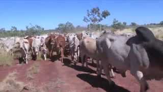 Helicopter Cattle Mustering at Larrawa Station in the Kimberley [upl. by Margreta]