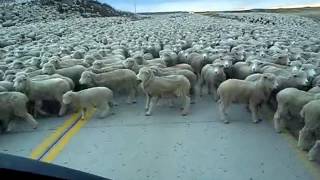 Flock of Sheep Blocks the Road [upl. by Dorian79]