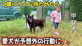 【甲斐犬】2歳にリード持たせたら、愛犬が予想外の行動に・・・ [upl. by Richella]