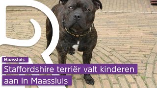 Agressieve hond maakte meer slachtoffers in Maassluis [upl. by Brufsky]