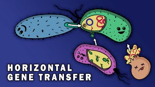 CONJUGATION TRANSFORMATION TRANSDUCTION HORIZONTAL GENE TRANSFER [upl. by Anitsuga]