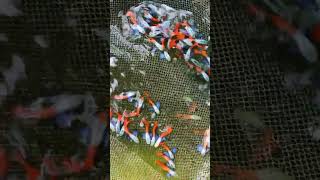 Guppy means happy trending shorts aquarium dumboearguppy youtube youtubeshorts importedfish [upl. by Linea454]