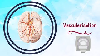 Neuroanatomie  Vascularisation du Cerveau [upl. by Siletotsira]