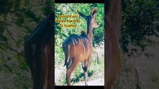 AFRICAs Untamed BEAUTY🦒🦌🦓 a drive past WILDLIFE at a Game Park in Hillcrest KZN  South Africa [upl. by Savannah374]