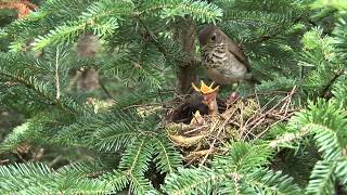 Bicknells Thrush Feeding Nestlings [upl. by Hnacogn]