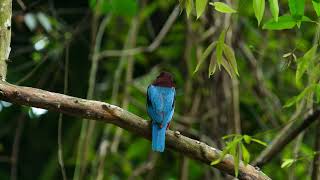 White Throated Kingfisher perched [upl. by Acinnor]