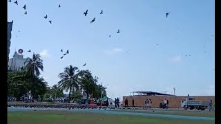 Edward Castrillo is live THOUSANDS OF BIRDS FLYING IN THE SKY💫🕊️🕊️ [upl. by Enrobialc597]