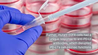 EGFRmutant lung cancer cells have a unique response to antiPDL1 antibodies [upl. by Kelson]