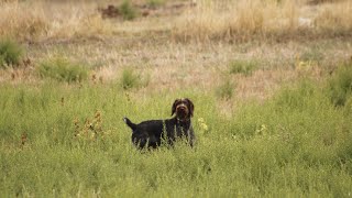 DEUTSCH DRAHTHAAR quail hunting 20242025 [upl. by Winikka]