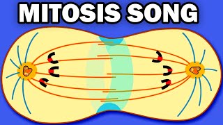 THE MITOSIS SONG [upl. by Critchfield]