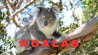 koalas  Australian wildlife koala koalabears koalafacts [upl. by Suirtemid]