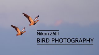 Nikon Z6 III  Bird Photography [upl. by Feeney]