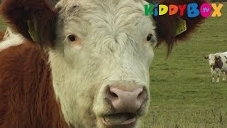 Bauernhof Tiere  Kühe  Cows  KIDDYBOXTV [upl. by Ahseiym121]