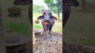 Ek Kasna badam layo Re cowshort funny [upl. by Hoskinson454]